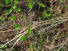 Crataegus berberifolia