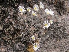 Celmisia similis