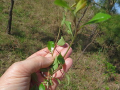 Crataegus berberifolia