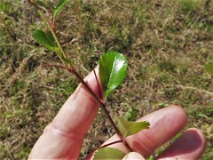 Crataegus berberifolia