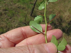Crataegus berberifolia