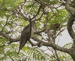 Cuculus rochii