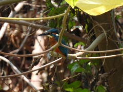 Alcedo atthis