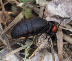 Trichomeloe sericellus