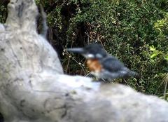 Megaceryle maxima maxima