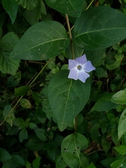 Vinca difformis