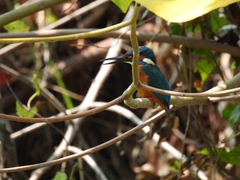 Alcedo atthis