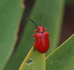 Lilioceris faldermanni