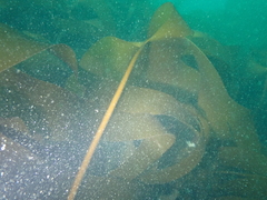 Laminaria ochroleuca