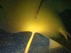 Laminaria ochroleuca