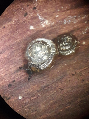 Hollowed Gloss Snail