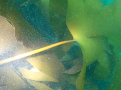 Laminaria ochroleuca