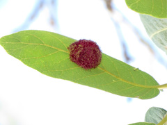 Cynips quercusnubila