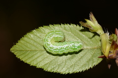 Pyreferra slotteni