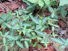 Desmodium batocaulon
