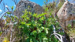 Scrophularia trifoliata