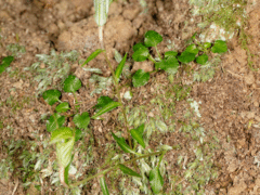 Pterostylis alobula