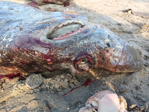 Bramble shark (Echinorhinus brucus) — Echinorhinidae — 4