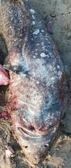 Bramble Shark photo 4