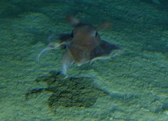 Grimpoteuthis