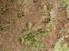 Pterostylis alobula
