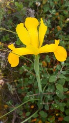 Iris xiphium lusitanica