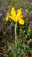 Iris xiphium lusitanica