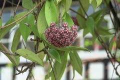 Hoya pubicalyx