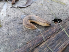 Arion fasciatus