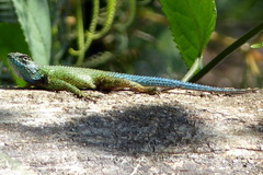 Sceloporus hondurensis