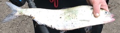 Alosa sapidissima