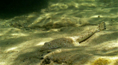 Platycephalus caeruleopunctatus