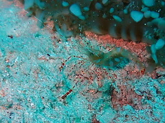 Periclimenes yucatanicus