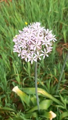 Allium nigrum