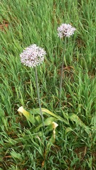 Allium nigrum