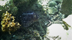 Sepia mestus