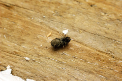 Hadrobregmus pertinax