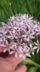 Allium nigrum