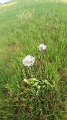 Allium nigrum