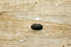 Hadrobregmus pertinax