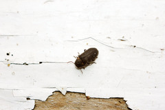 Hadrobregmus pertinax