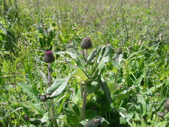 Cirsium heterophyllum