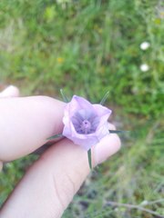 Campanula rapunculus