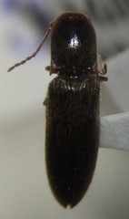 Agriotes sparsus