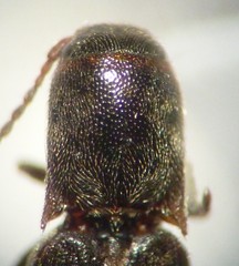 Agriotes sparsus