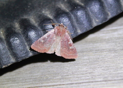 Cerastis tenebrifera