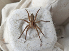 Dolomedes striatus