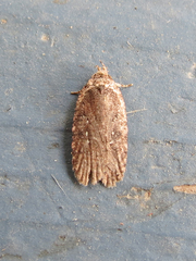 Agonopterix clemensella