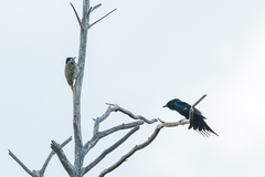 Dicrurus adsimilis fugax