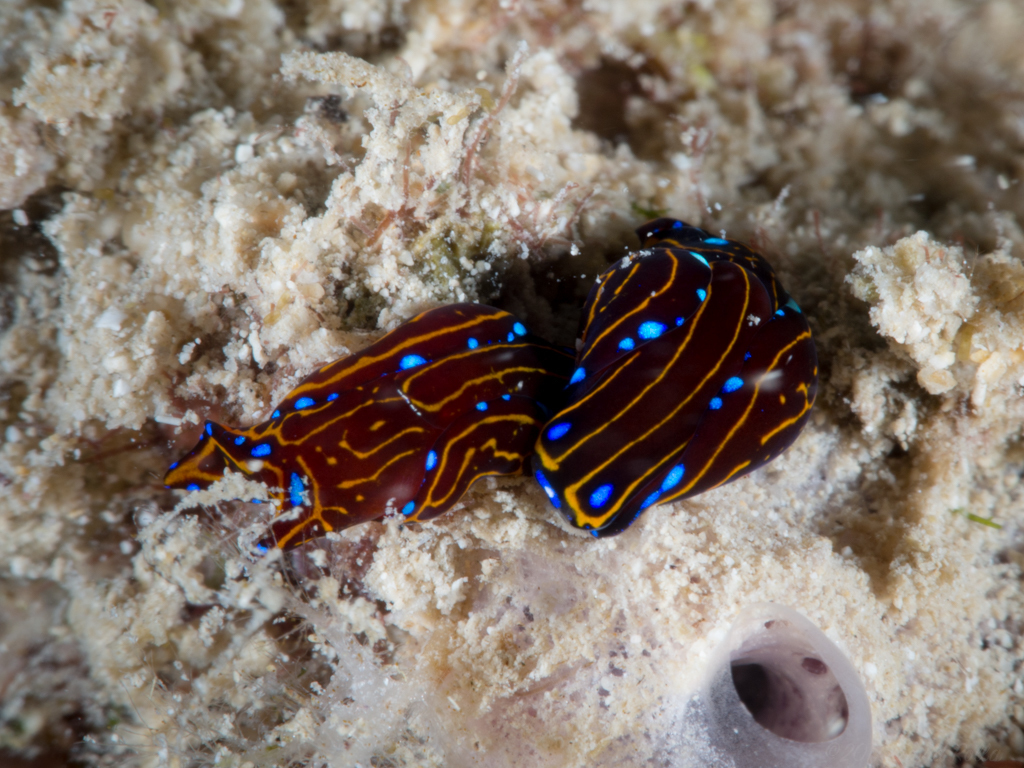 Spotted Swallowtail Slug